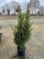 Ilex Maximowicziana Kanehirae - Donkergroene Glans, Tuin en Terras, Planten | Tuinplanten, Volle zon, Vaste plant, Bloeit niet