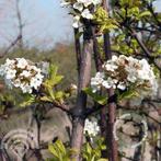 Viburnum farreri Candidissimum Sneeuwbal winterbloei geurend, Overige soorten, Vaste plant, Ophalen of Verzenden, Halfschaduw