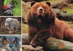 Dieren tuin Zahrada 78, Verzamelen, Ansichtkaarten | Dieren, Ophalen of Verzenden, 1980 tot heden, Ongelopen, Overige soorten