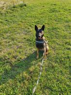 Mechelse herder, Teef, Eén hond, 3 tot 5 jaar, Herder