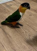 Leuke pratende zwartkop caique, Dieren en Toebehoren, Vogels | Parkieten en Papegaaien, Geslacht onbekend, Papegaai, Pratend