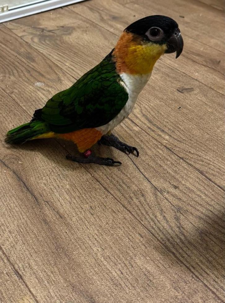 Leuke pratende zwartkop caique, Dieren en Toebehoren, Vogels | Parkieten en Papegaaien, Papegaai, Geslacht onbekend, Pratend, Tam