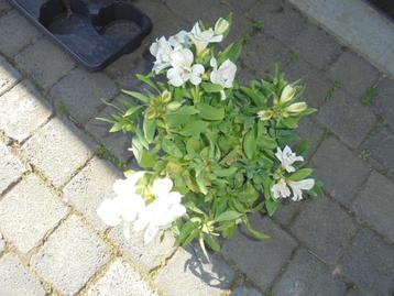 alstroemeria beschikbaar voor biedingen