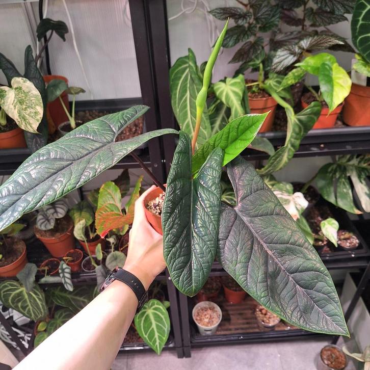 ACTIEPRIJS: Alocasia Scalprum (1), Huis en Inrichting, Kamerplanten, Minder dan 100 cm, Halfschaduw, Ophalen of Verzenden