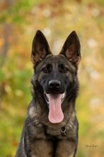 Duitse herder teefje, Dieren en Toebehoren, Honden | Herdershonden en Veedrijvers, België, Particulier, Rabiës (hondsdolheid)