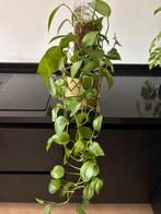 Kamerplant, Ophalen, Overige soorten, Minder dan 100 cm