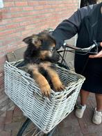 Zeer mooie duitse herder pups, Dieren en Toebehoren, CDV (hondenziekte), 8 tot 15 weken, Meerdere, Meerdere dieren