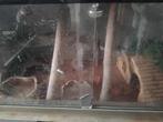 Te koop terrarium, Dieren en Toebehoren, Reptielen en Amfibieën | Toebehoren, Ophalen of Verzenden, Terrarium of Paludarium