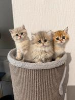 Britse kort en lang haar kittens., Dieren en Toebehoren, Katten en Kittens | Raskatten | Korthaar, Meerdere dieren, Ontwormd, 0 tot 2 jaar