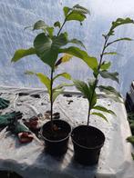 Asimina triloba (paw paw), Ophalen, Minder dan 100 cm, Overige soorten, Lente