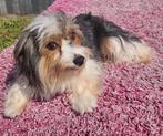 Te koop mooie Biewer Yorkshire terriër teefje, Dieren en Toebehoren, Honden | Jack Russells en Terriërs, Yorkshire Terriër, Nederland