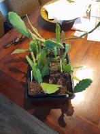 Epiphyllum Oxypetallum stekken e.a., Overige soorten, Minder dan 100 cm, Bloeiende kamerplant, Halfschaduw