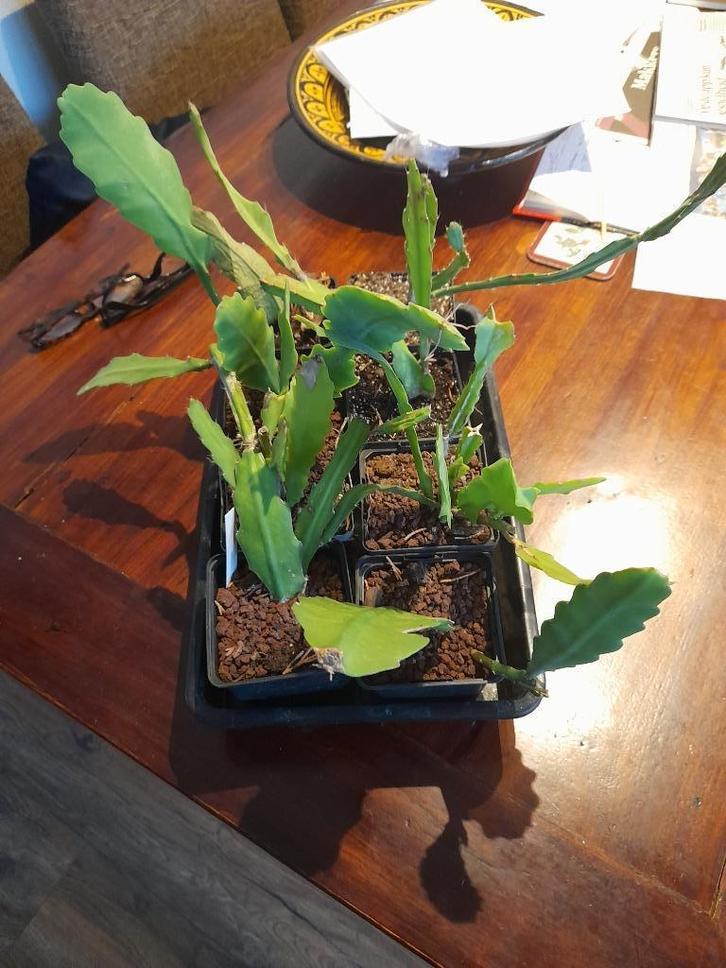 Epiphyllum Oxypetallum stekken e.a., Huis en Inrichting, Kamerplanten, Overige soorten, Minder dan 100 cm, Bloeiende kamerplant