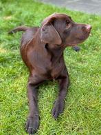 Labrador retriever, Parvo, Reu, 1 tot 2 jaar, Labrador retriever