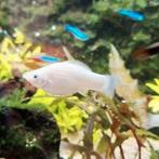 Zilver molly / witte molly, Dieren en Toebehoren, Vissen | Aquariumvissen, Vis