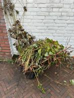 Planten over na geveltuin renovatie, Tuin en Terras, Vaste plant, Bloeit niet, Halfschaduw, Ophalen