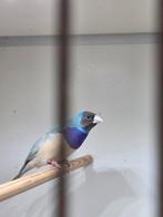 Gouldamadine man blauw, Dieren en Toebehoren, Vogels | Overige Vogels, Meerdere dieren, Geringd