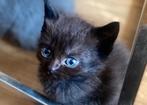 Lieve zwarte britse korthaar kitten met blauwe ogen!!, Kater