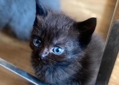 Lieve zwarte britse korthaar kitten met blauwe ogen!!, Dieren en Toebehoren, Katten en Kittens | Raskatten | Korthaar, Kater
