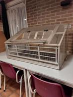 Gebruikte spoetnik postduiven, Dieren en Toebehoren, Vogels | Duiven, Meerdere dieren, Postduif