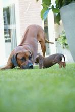 Rhodesian ridgeback pups met stamboom mogen het nest verlate, Dieren en Toebehoren, Rabiës (hondsdolheid), Overige rassen, 8 tot 15 weken