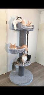 Katten oppas (aan huis / in huis) HENGELO (OV) en omstreken