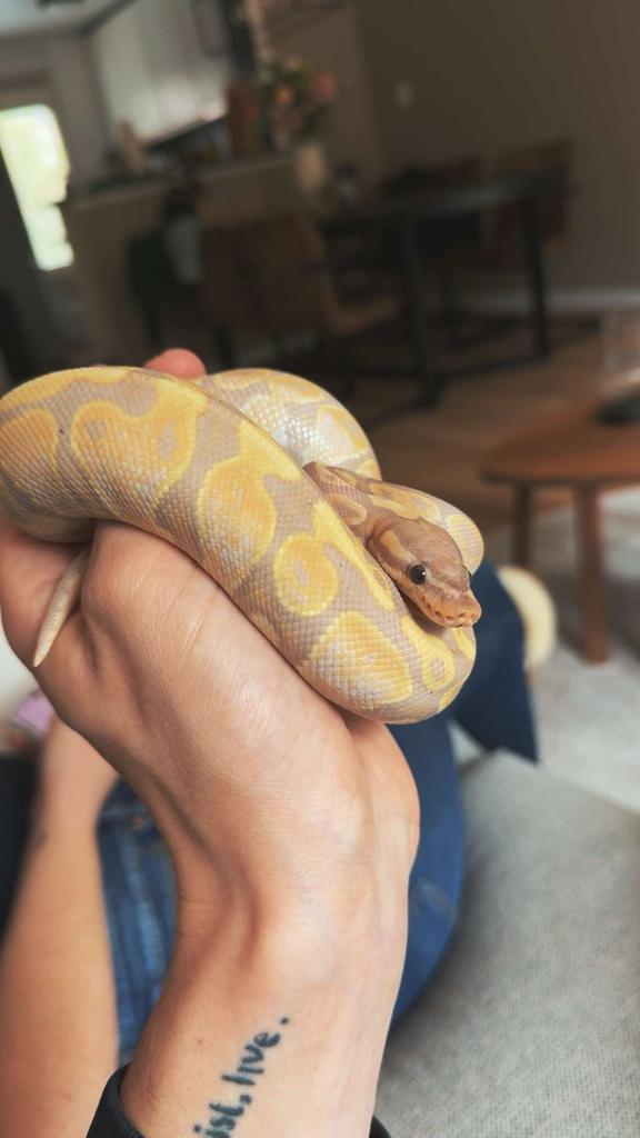 Koningspython 2024 – Banana Pastel Mojave Ghost