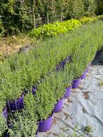 Taxus 40 cm€3,50 bloeiende lavendel inpot hidcote paars €1, Tuin en Terras, Planten | Struiken en Hagen, Ophalen, Taxus