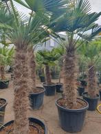 Palmboom/ palmbomen, Ophalen, Zomer, Volle zon, Palmboom