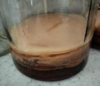 Scoby voor kombucha, Diversen, Ophalen