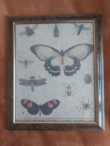 Mooie vintage lijst met vinders op canvas doek "Vlinders"