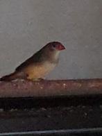 Mooie Goudbuik pop, Dieren en Toebehoren, Vogels | Overige Vogels, Vrouwelijk