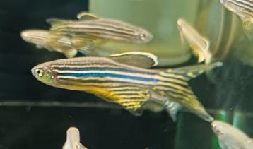 Hobbyaquarium Zebra Danio sluier Zat/Zon AANBIEDING op=op beschikbaar voor biedingen