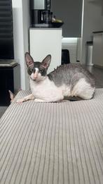 Cornish rex koppel, Dieren en Toebehoren, Katten en Kittens | Overige Katten, Meerdere dieren, Kortharig