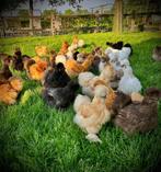 Broedeieren, Zijdehoender USA. Goede bevruchting, Dieren en Toebehoren, Pluimvee, Kip