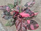Philodendron Pink Princess Marble XXXL p25, Huis en Inrichting, Kamerplanten, Ophalen of Verzenden, Halfschaduw, Minder dan 100 cm
