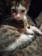 Bengaal, Dieren en Toebehoren, Katten en Kittens | Raskatten | Korthaar, Geslacht onbekend, Ontwormd, 0 tot 2 jaar