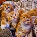 Maine coon kittens met stamboom, Dieren en Toebehoren, Katten en Kittens | Raskatten | Langhaar, Meerdere dieren, Gechipt, 0 tot 2 jaar