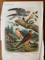 Antieke prent van Grauwe Kuikendief - 1912, Ophalen of Verzenden