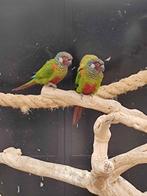 Volwassen koppel Pyrrhura Leucotis, Dieren en Toebehoren, Vogels | Parkieten en Papegaaien, Meerdere dieren, Parkiet, Geringd