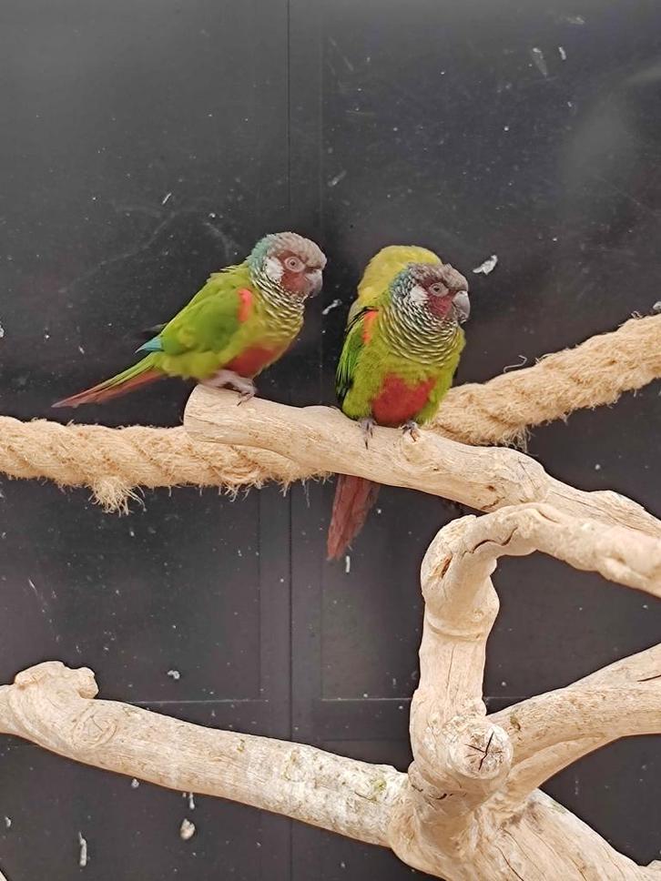 Volwassen koppel Pyrrhura Leucotis, Dieren en Toebehoren, Vogels | Parkieten en Papegaaien, Parkiet, Meerdere dieren, Geringd