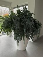 Luxe Elho Pot met Grote, Gezonde Blauwe Varen, Tuin en Terras, Ophalen, Kunststof, Zo goed als nieuw, Binnen