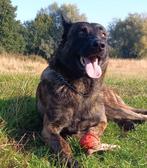 Hollandse herder DEKREU, Dieren en Toebehoren, Rabiës (hondsdolheid), 1 tot 2 jaar, Reu, Nederland