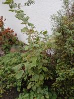 Hazelaar, Tuin en Terras, Ophalen, Overige soorten, Minder dan 100 cm