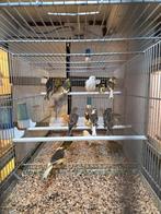 40 kanaries, Meerdere dieren, Kleurkanarie