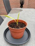 Palmbomen, jonge boompjes, winterhard, Minder dan 100 cm, Zomer, Palmboom, Ophalen