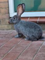 Vlaamse reuzen, Dieren en Toebehoren, Konijnen, Meerdere dieren, Groot