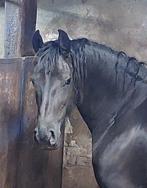 Te koop 6 jarige drachtige merrie., Dieren en Toebehoren, Paarden, Merrie, 160 tot 165 cm, Recreatiepaard, 3 tot 6 jaar