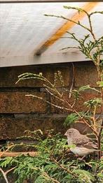 Witstuit edelzangers., Dieren en Toebehoren, Vogels | Overige Vogels, Vrouwelijk, Tropenvogel, Geringd