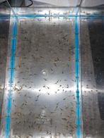 Baby Axolotls diverse kleuren(aanmelden), Dieren en Toebehoren, Amfibie, 0 tot 2 jaar